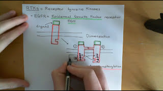 The PI3K  AKT  mTOR Pathway and Cancer Part 4 [upl. by Enier]