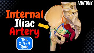 Internal Iliac Artery Scheme Course Branches Mnemonic  Anatomy [upl. by Ydieh681]