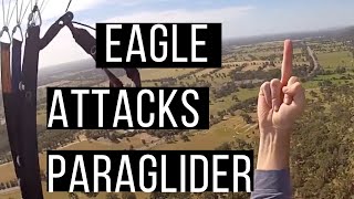 Wedgetail Eagle Attacks Paraglider [upl. by Gorrian395]