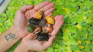 NEW Cute Rare Baby Turtles [upl. by Maureen]