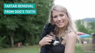 MiraPet How to remove tartar from dogs teeth [upl. by Ahsinotna]