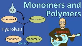 Monomers and Polymers [upl. by Aillicsirp]