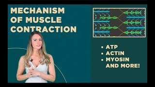 Muscle Contraction ATP Actin Myosin [upl. by Savil]