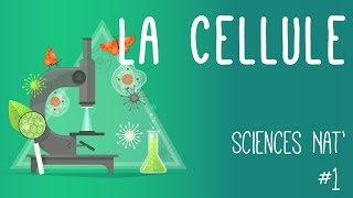 Tout savoir sur la cellule en 6 minutes [upl. by Gnok]