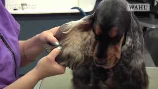 Grooming Guide  Cocker Spaniel  SalonPet Trim  Pro Groomer [upl. by Fuchs]