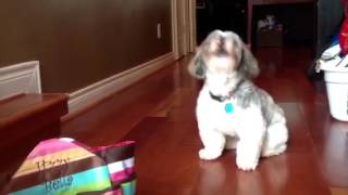 Shih Tzu howling [upl. by Zabrine596]