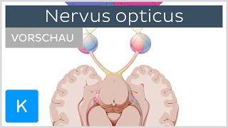 Nervus opticus Anatomie und Funktion Vorschau  Kenhub [upl. by Noterb]