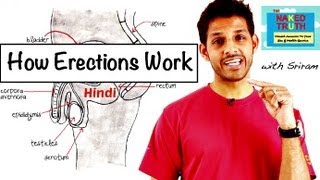 How Erections Work  Hindi [upl. by Florin282]