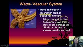 Echinodermata  Basic Characteristics [upl. by Gristede]