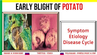 Early Blight of Potato Symptom Etiology Disease Cycle  Alternaria solani  PHV [upl. by Aden]