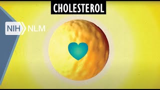 Low LDL vs High HDL Density Lipoprotein Cholesterol Explained [upl. by Analad]