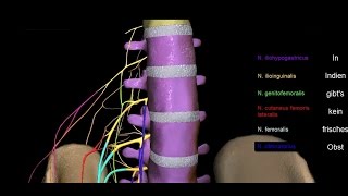 Untere Extremität  Plexus lumbalis  3D [upl. by Ahtael49]