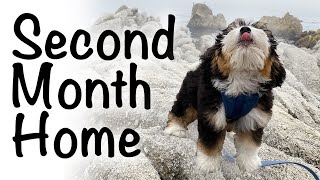 Bernedoodle puppy second month 1216 weeks [upl. by Yrffej995]