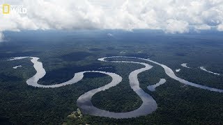 Nat geo Wild  The beauty and danger of the Amazon River  New [upl. by Hemingway285]