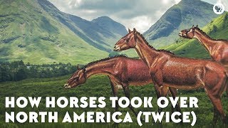 How Horses Took Over North America Twice [upl. by Maurita]