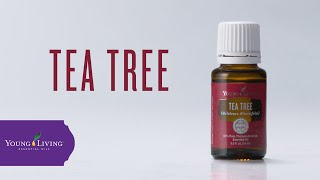 Tea Tree Essential Oil Benefits amp Uses  Young Living Essential Oils [upl. by Aryek726]