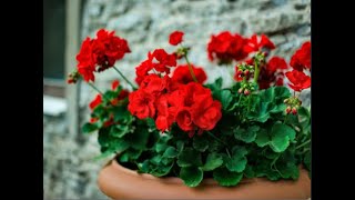 How To Collect Geranium Seeds  BreathingSpace [upl. by Fedak]