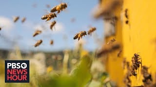 As bee populations decline can technology help fill the gap [upl. by Tirreg]