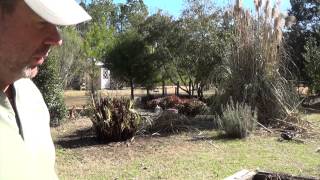 How to trim or burn Pampas Grass Two Ways To Trim Pampas Gras Part II [upl. by Enened]