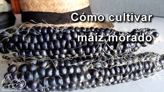 Cómo sembrar y cultivar maíz morado How to Plant Corn Seeds [upl. by Emiatej82]