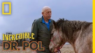 Horse Castration  The Incredible Dr Pol [upl. by Adikam]