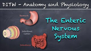 DITW  The Enteric Nervous System [upl. by Breban117]