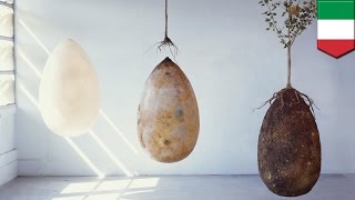 Burial pods that turn bodies into trees are an ecofriendly alternative to coffins  TomoNews [upl. by Boycie]