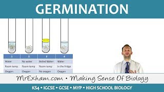 Plant reproduction  Germination  GCSE Biology 91 [upl. by Felita]