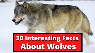 30 Interesting Facts About Wolves  Global Facts [upl. by Ennasor574]