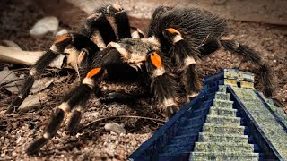 The Flame Knee Tarantula of Central Mexico  Brachypelma auratum [upl. by Attebasile915]