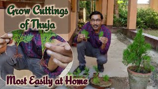 How to Grow Cuttings of Thuja at home most easily with 100 Sure Success [upl. by Evelinn791]