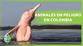 10 Animales en PELIGRO de EXTINCIÓN en COLOMBIA ⚠️🐻 [upl. by Oeniri]