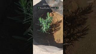 Grow Morpankhi plant from Seeds 🦚 shorts gardening thuja morpankhi futurelovegardening [upl. by Diogenes900]