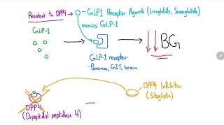 GLP1 Receptor Agonists and DPP4 Inhibitors Explained in 4 Minutes [upl. by Aylmer]