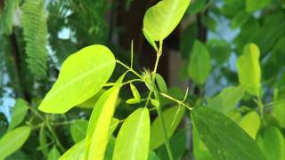 Codariocalyx motorius  Desmodium gyrans timelapse [upl. by Anaitak]