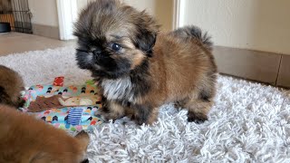 7 weeks Update  Cute Shih Tzu Puppies [upl. by Shepard]