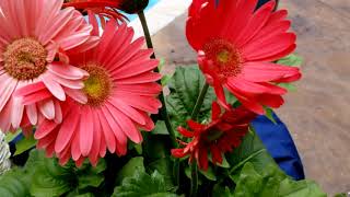 Gerber Daisies How to Grow  Plant Spotlight [upl. by Oned]