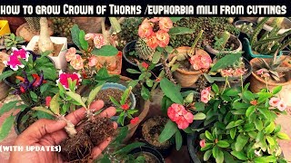 Grow Crown of ThornsEuphorbia Milii From Cuttings Fast N Easy [upl. by Amliw]