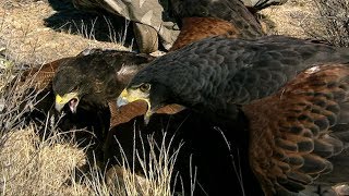 Harris Hawks Hunt Together  Deadly 60  BBC Earth Explore [upl. by Moise]