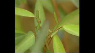 Dancing plant desmodium gyrans 跳舞草 [upl. by Nwad]