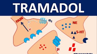 Tramadol HCl 50 mg  Uses dose amp side effects [upl. by Gilli]