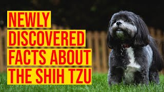 10 Newly Discovered Facts About The Shih Tzu Dog Breed [upl. by Graig]