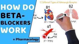 How do Beta Blockers Work  Pharmacology [upl. by Carolina]