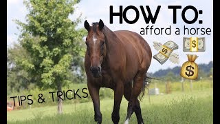 HOW TO AFFORD A HORSE tips amp tricks [upl. by Florentia955]