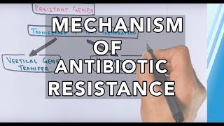 Mechanism of Antibiotic Resistance [upl. by Yrovi854]