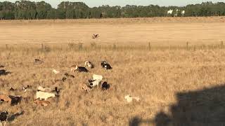 Wedge Tail Eagle [upl. by Rich]