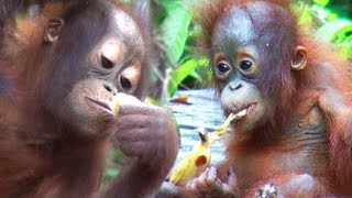 Amazing ORANGUTAN TOUR Borneo [upl. by Yrtneg]