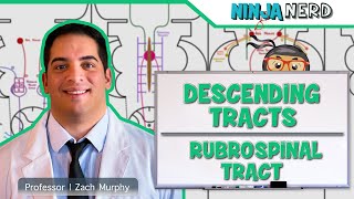 Neurology  Descending Tracts Rubrospinal Tract [upl. by Virgilio]