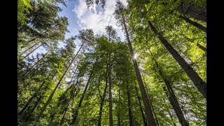 Żywokostco potrafijak pomagaKorzeń żywokostu [upl. by Adelice]