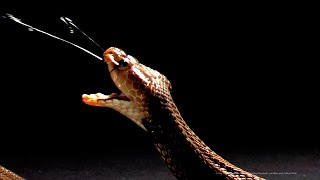 Spitting cobra venoms evolved to cause extreme pain [upl. by Ithaman]